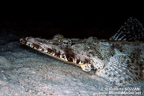 Pesce coccodrillo (Papilloculiceps longiceps)