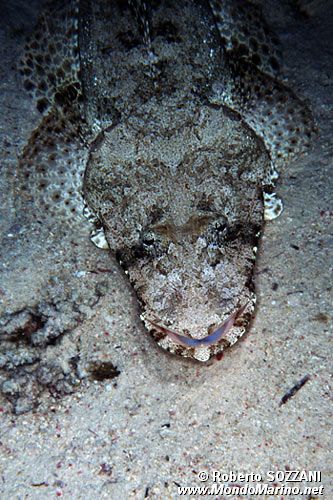 Pesce coccodrillo (Papilloculiceps longiceps)