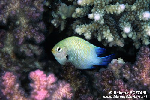 Dascillus marginato (Dascyllus marginatus)