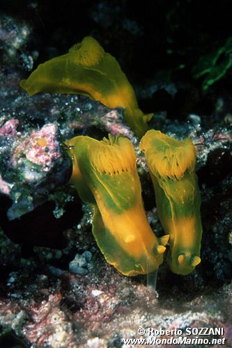 Gymnodoris (Gymnodoris subflava)