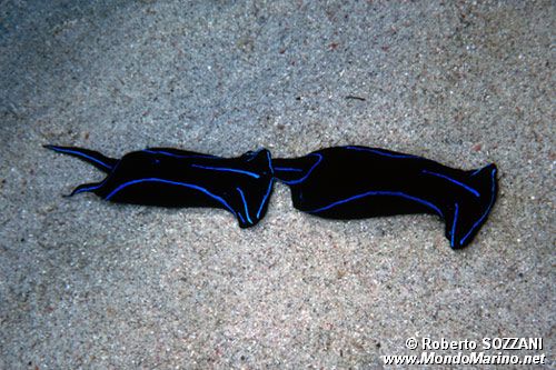 Chelidonura (Chelidonura varians)