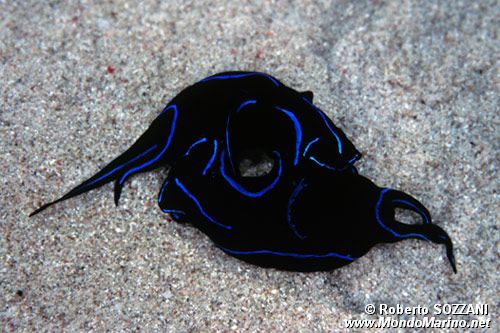 Chelidonura (Chelidonura varians)