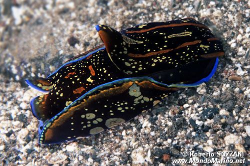 Philinopsis (Philinopsis cyanea)