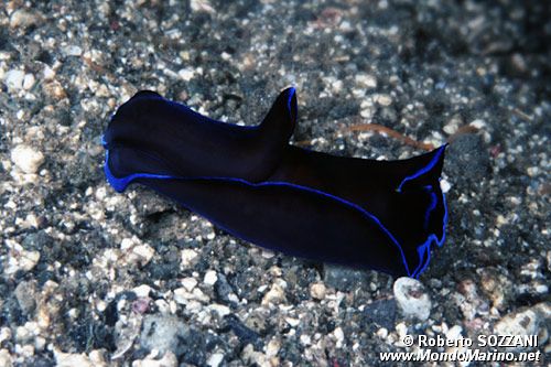 Philinopsis (Philinopsis gardineri)