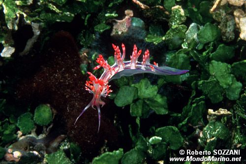 Flabellina linea rossa (Flabellina rubrolineata)