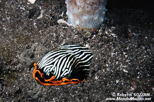 Armina (Armina sp. 1)