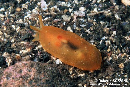 Berthellina (Berthellina citrina)