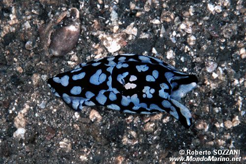 Philinopsis (Philinopsis pilsbryi)