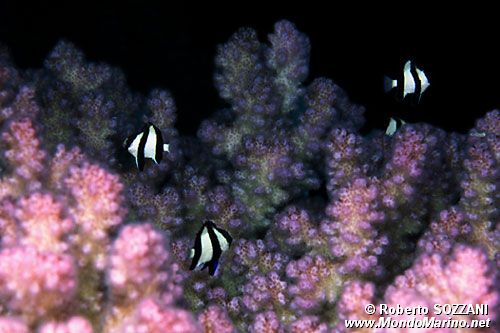 Damigella codabianca (Dascyllus aruanus)