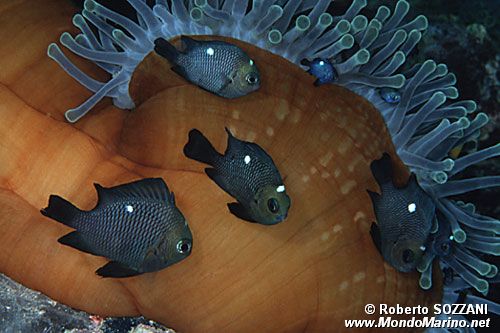 Dascillus nero (Dascyllus trimaculatus)