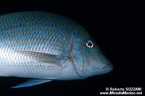 Letrinide ornato (Lethrinus nebulosus)
