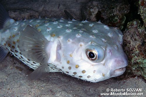 Pesce istrice (Cyclichthys spilostylus)