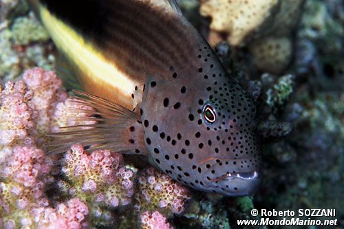 Pesce falco (Paracirrhites forsteri)