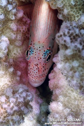 Pesce falco (Paracirrhites forsteri)