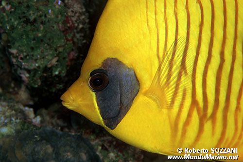 Pesce farfalla semimascherato (Chaetodon semilarvatus)
