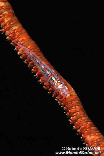 Arenicola (N.d. n.d.)