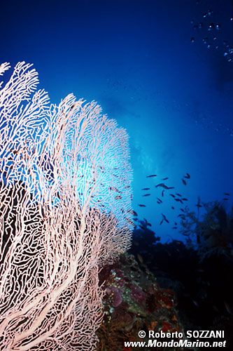 Arenicola (N.d. n.d.)