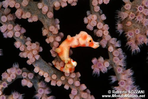 Cavalluccio marino pigmeo (Hippocampus denise)