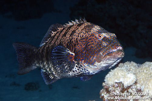 Cernia dei coralli del Mar rosso (Plectropomus pessuliferus marisrubri)