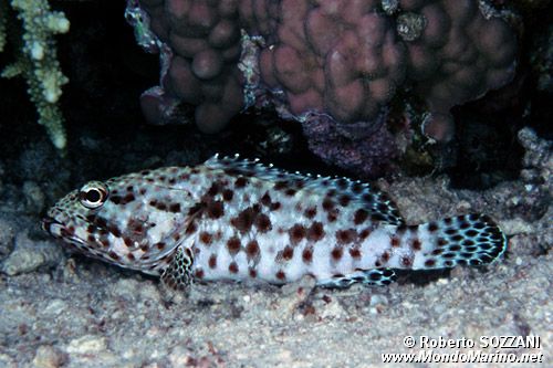 Cernia maculata bruna (Epinephelus tauvina)