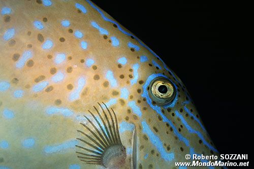 Pesce lima scrittura (Aluterus scriptus)