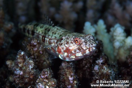 Pesce lucertola variegato (Synodus variegatus)