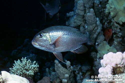 Letrinide dagli occhi grandi (Monotaxis grandoculis)