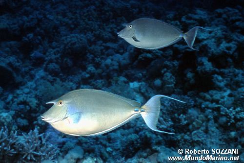 Pesce unicorno blu (Naso unicornis)