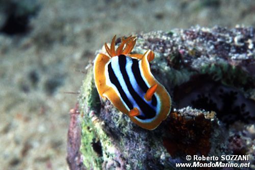 Nudibranchio pigiama (Chromodoris quadricolor)