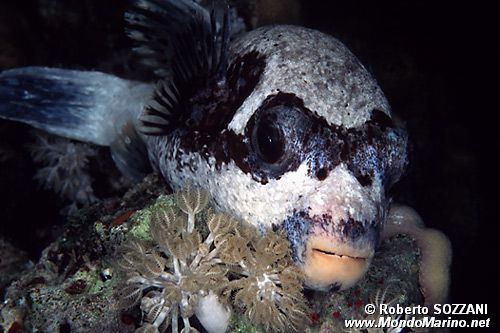 Pesce palla mascherato (Arothron diadematus)