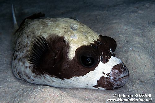 Pesce palla mascherato (Arothron diadematus)