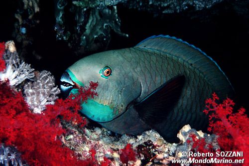 Pesce pappagallo (Chlorurus sordidus)