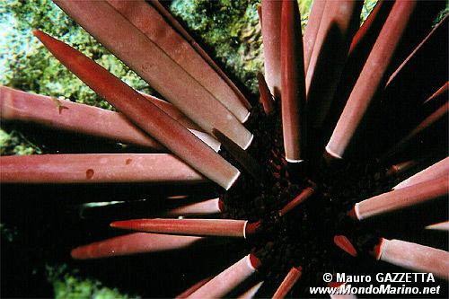 Riccio matita ardesia (Heterocentrotus mammillatus)