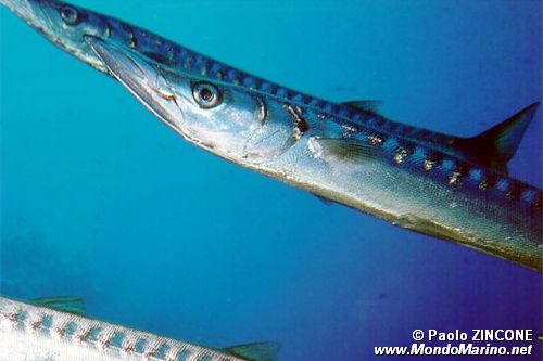 Barracuda (Sphyraena sp.)