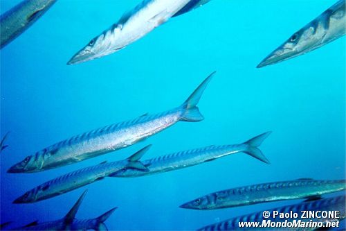 Barracuda (Sphyraena sp.)