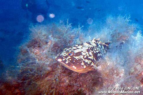 Cernia bruna (Epinephelus marginatus)