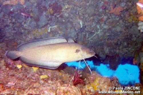 Musdea bianca (Phycis phycis)