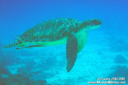 Tartaruga verde (Chelonia mydas)