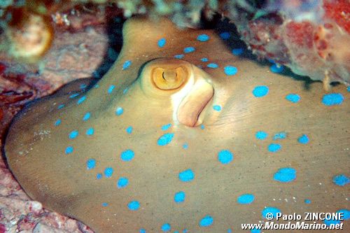 Razza a macchie blu (Taeniura lymma)