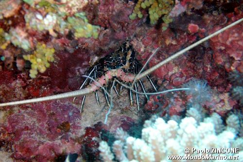 Aragosta (Panulirus versicolor)