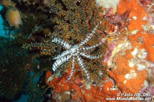 Crinoide (n.d. n.d.)