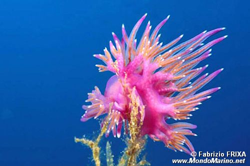 Flabellina rossa (Flabellina ischitana)