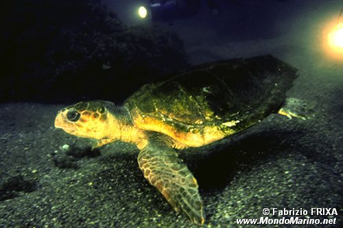 Caretta (Caretta caretta)