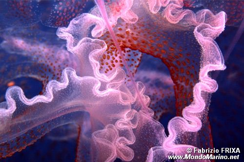 Medusa luminosa (Pelagia noctiluca)
