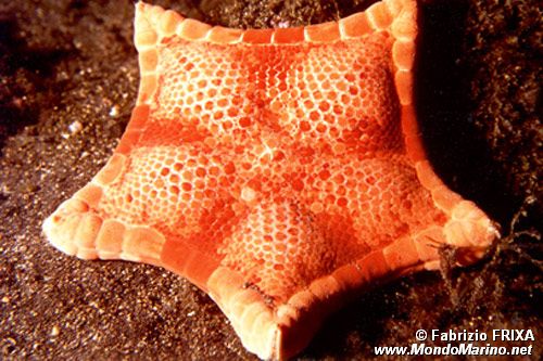 Stella pentagono (Peltaster placenta)