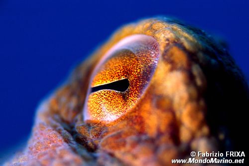 Polpo comune (Octopus vulgaris)