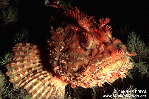 Scorfano rosso (Scorpaena scrofa)