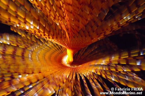 Spirografo (Sabella spallanzanii)