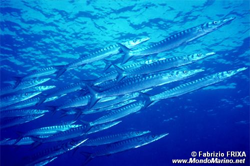 Barracuda boccagialla (Sphyraena viridensis)