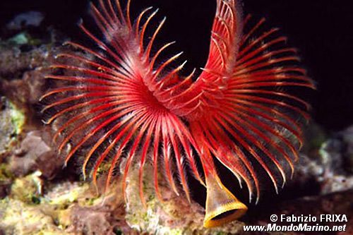 Serpula (Serpula vermicularis)